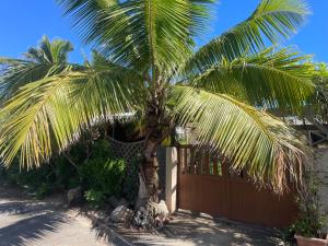 a palm tree in front of a fence at Saline les bains petite maison bien aménagée calme & plage à pied in La Saline les Bains +5 photos