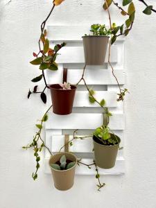 a group of potted plants on a white wall at Casa Curiosa in Porto Torres