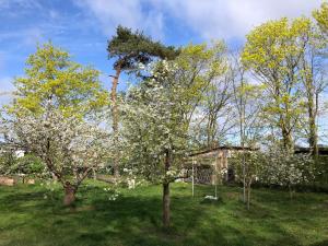 a group of trees with white flowers in a yard at Meridiamus 2 - Ferienhäuschen in Boddennähe in Ribnitz-Damgarten