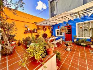 a house with a bunch of potted plants on a patio at Casa Finchette rooftop apartment with panoramic views of Table Mountain in Cape Town