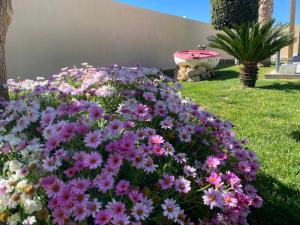 a bunch of pink and white flowers in a yard at Laguna del Flamenco in Torrevieja