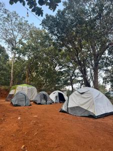 a group of tents in a field with trees at The Tribe Yelagiri Camping in Yelagiri +6 photos