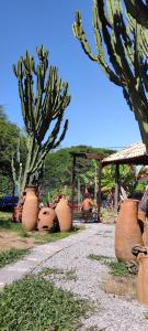 a group of cactus pots sitting on the side of a road at Refugio Namastê - Sheila in São Pedro da Aldeia +45 photos