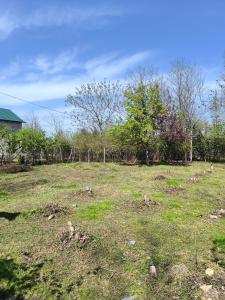 O grădină în afara Lemon Tree Camp