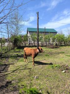 Animale la sau în apropiere de acest camping