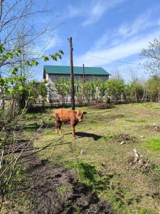 Animale la sau în apropiere de acest camping