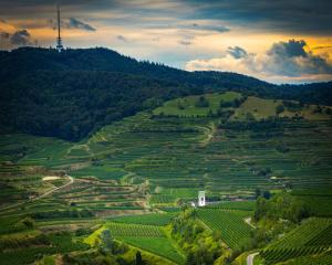 an aerial view of a vineyard in the hills at Casa Kaiserstuhl Spätburgunder in Vogtsburg