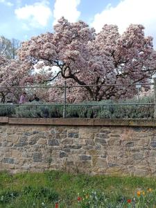 a tree with pink flowers on top of a stone wall at Haus am Berg in Wertheim