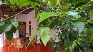 um quarto com um monte de plantas verdes em Shenahi Homestay Hiriketiya em Dikwella