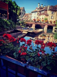 a group of red flowers on a bench next to a river at Appolon in Colmar