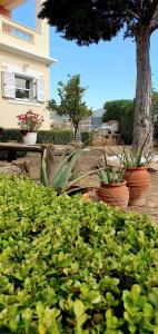 a group of plants in front of a house at Jasmine Home, Aegina City in Egina