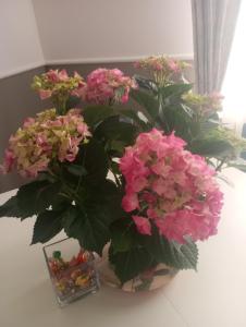 Mynd úr myndasafni af Three Free Trees Home í Pozzuoli