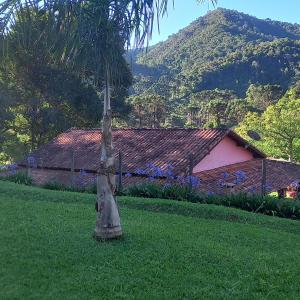 una palma nell'erba di fronte a una casa di Cabana refúgio da juruti 08 a Cunha