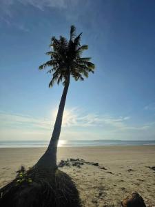 a palm tree sitting on a sandy beach at Panarean beach house in Caramay +9 photos