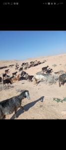 a group of animals standing in the sand at Dana to explore Bedouin life in Dana