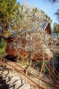 Foto dalla galleria di Suro Treehouse Resort a Shogi