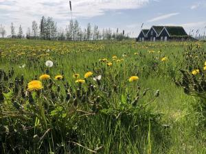 a field of flowers with a house in the background at Efri-Vík Bungalows in Kirkjubæjarklaustur