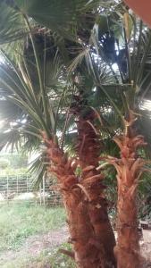 a group of palm trees in a yard at Saidia palace in Saïdia