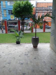 zwei Palmen in einem großen Topf auf einem Bürgersteig in der Unterkunft Centro - Perto de tudo in Salvador