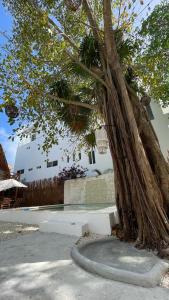 Φωτογραφία από το άλμπουμ του Nido BY puerto morelos σε Puerto Morelos +7 φωτογραφίες
