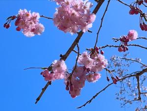 Fotografie z fotogalerie ubytování 宮島 町家宿 進龍庵 v destinaci Mijadžima