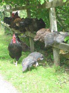 Animals at the bed & breakfast or nearby 