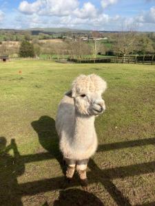 Φωτογραφία από το άλμπουμ του Glamping with Alpacas! - Alton Towers σε Denstone +21 φωτογραφίες