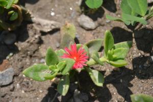 a red flower on a plant with green leaves at Moksha By The River,Jibhi in Jibhi