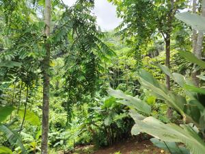 Vrt pred nastanitvijo Corcovado Private Houses-Villas-Tents-pool-rest