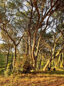 a group of trees in a field with grass at "La Pinède" à l'ombre des pins tout simplement in Montfrin