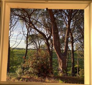 a framed picture of a field with trees at "La Pinède" à l'ombre des pins tout simplement in Montfrin +1 photo