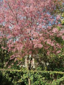 un arbre avec des fleurs roses dans un parc dans l'établissement Recanto ágape chalés e cabana, à Rosas