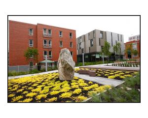 una roca sentada en un campo de flores amarillas en Résidences Université du Québec en Quebec