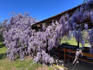 Zahrada ubytování Casa RiVa - Among olive trees and the Tuscan coast