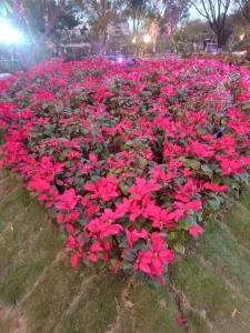 a field of red flowers in the grass at Udita Homestay Prayas in Shānti Niketan