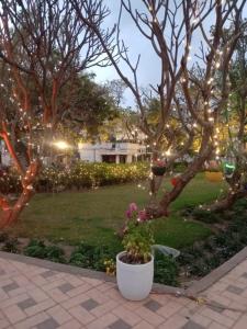 a plant in a pot next to a tree with lights at Udita Homestay Prayas in Shānti Niketan