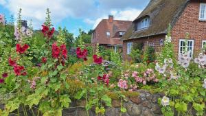 a garden of flowers in front of a house at Stockrosenhuus in Westerland +22 photos