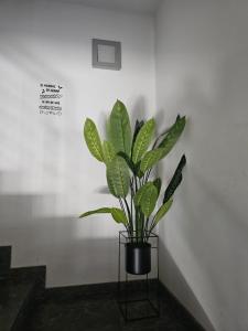Fotografie z fotogalerie ubytování Hostal Casa Sifre v destinaci Villanueva de Castellón