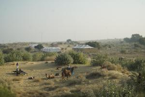 Billede fra billedgalleriet på Abu Safari i Sām + 27 billeder