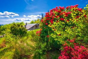 Κήπος έξω από το Baita Maso