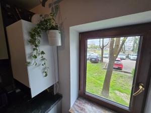 een deur met een plant naast een raam bij OLE Apartment - CENTRAL - Parking included in Timişoara