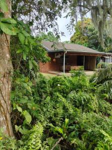 una casa con muchos arbustos delante de ella en Kingfisher House - St Lucia, en St Lucia
