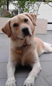 ein brauner Hund auf dem Boden in der Unterkunft A & E Buenos Aires in Buenos Aires