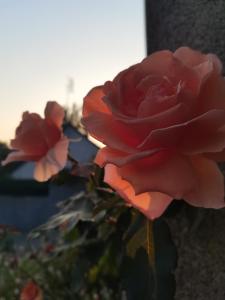 Fotografie z fotogalerie ubytování Le Roc'h Mousse Gîte de Charme en Centre Finistère v destinaci Plonévez-du-Faou