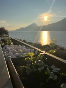 a plant in a garden with the sunset in the background at Casa Agnese Lake View in Brenzone sul Garda
