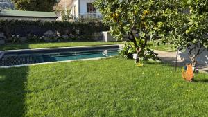 a swimming pool in a yard next to a tree at Villa Giulia Rooms & Bike in Toscolano Maderno +46 photos