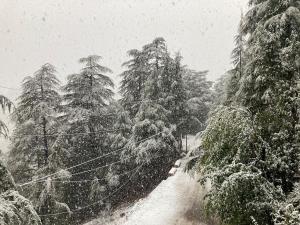 Imagen de la galería de The Fiddlehead Fern, en Dharamsala