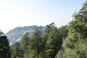 Imagen de la galería de The Fiddlehead Fern, en Dharamsala