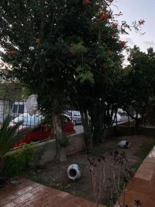 Κήπος έξω από το Le Tre Ghinee +11 φωτογραφίες