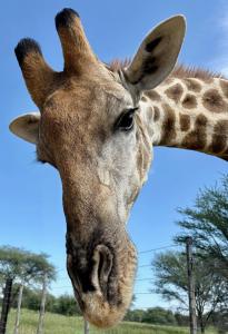 Fotografie z fotogalerie ubytování Ndefu Self Catering Accommodation v destinaci Otjiwarongo